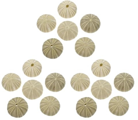 Coquilles D’oursin Vertes pour Décoration et Bricolage, Lot de 18 Pièces | Remplissage de Vase, Usage Maison et Aquarium, Finition Naturelle, Teinte Verte, pour Compositions Créatives