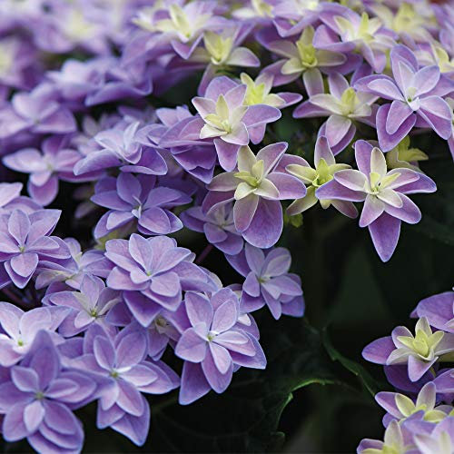 Hydrangea Double Dutch Alkmaar Beautiful Double Blue Flowers Hardy Shrub Ideal for Patio Pots and Borders 1 x 14cm Pot by Thompson and Morgan