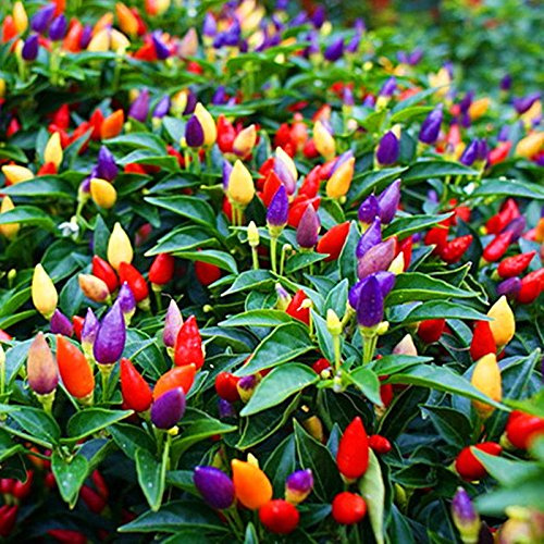 50PCS giardino ornamentale Peperoncino seme biologico Peperoncino semi della pianta del fiore