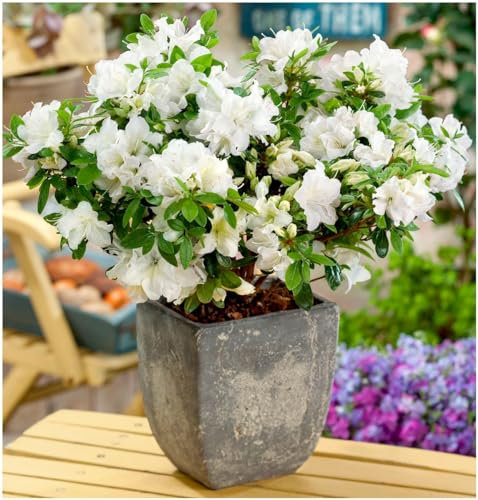 GrowOn Shrubs Dwarf Japanese Azalea Japonica 'Pleasant White' | Evergreen Shrub | Outdoor Garden Ready Plant | Spring Flowering | White Flowers
