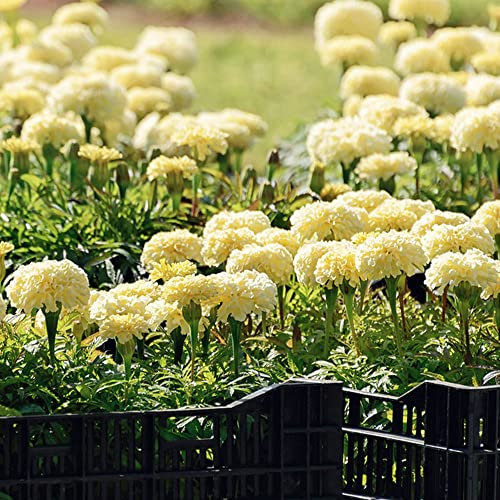 Flora Ringelblumensamen - Tagetes Erecta - Tagete-Samen Zur Aussaat Und Zum Anbau - Exotische Frühlingsblumen Für Den Garten - 100 Tagete-Samen (Weiß)