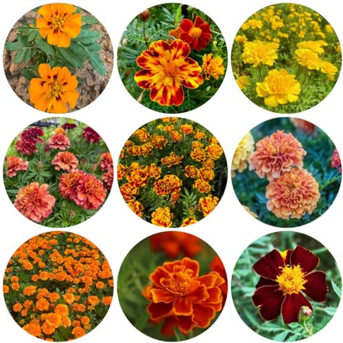 semillas de caléndula - Tagetes patula - en la decoración de la sala 400pcs
