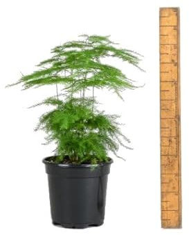 Helecho Plumoso | Asparagus Setaceus | DECOALIVE | Planta Esparraguera Natural | Planta de Interior
