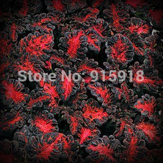 Graines de roses noires et blanches naturelles Les graines de fleurs rares au monde Bonsaï Jardin Paquet de 100 graines