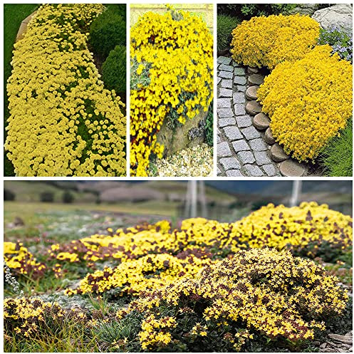 20000+ Timo Strisciante giallo per piantare all'aperto, giardino, Per la copertura del prato
