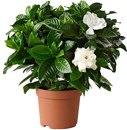 GardenersDream Gardenia Jasminoides Pflanze im 12cm Topf – Echte Blühende Zimmerpflanze für Drinnen – Zierstrauch Winterhart Immergrün – Duftende Jasminpflanze für Balkone, Kübel