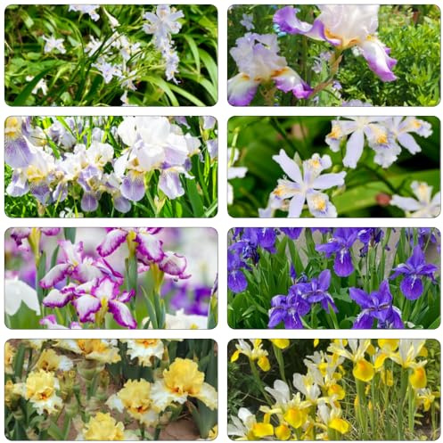 bulbi iris iris di interni bonsai di interni giardino rocce decorativo api giardino reverdecimiento tetti primavera 15pcs
