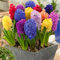 Jacintos bulbos, bulbos de jacinto son plantas perennes resistentes que florecen en primavera, son fáciles de cultivar y fragantes.-4bulbos-I