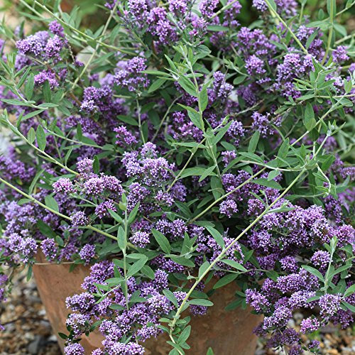 Buddleja Butterfly Bush Unique Vigorous Variety Hardy Deciduous Shrub Perfect for Bees, 1 x Buddleja Alternifolia Plant in a 3.6 Litre Pot by Thompson and Morgan