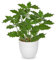 Briful 9.8 Small Fake Plants Artificial Holly Plants Indoor in Pot, 25cm Artificial Greenery Holly Leaf Decorative Artificial Plants for Farmhouse Home Garden Party Decoration