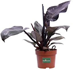 Pianta di Philodendron Imperial Red Pianta di Filodendro pianta tropicale pianta di Philodendron ornamentale pianta vera pianta da interno diverse grandezze venduta da eGarden.store (Vaso 14 cm)
