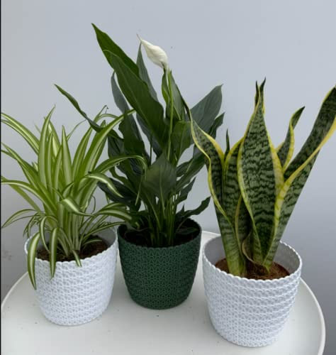 Air Purifying Plant Collection-3 Indoor House Plants- Snake Plant, Peace Lily, Spider Plant, 3 X 9-12cm Pots -One of Each Plant