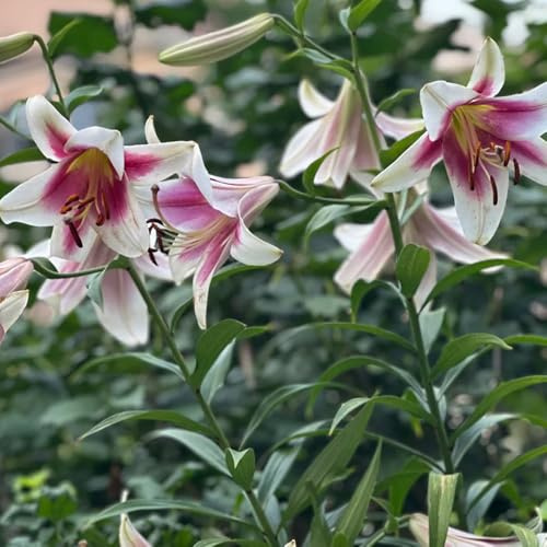 bulbos de lirio perennes resistentes - interior 8pcs