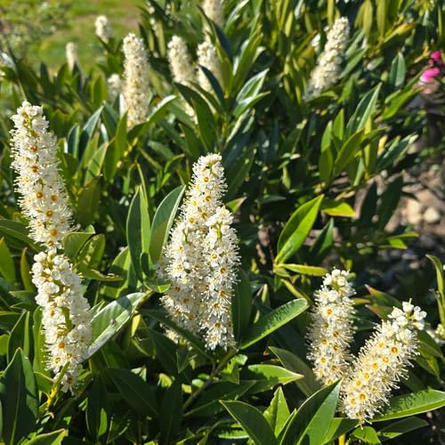 semillas de laurel cerezo - jardín de rocas resistentes perennes, orgánicas 30pcs