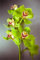 Einzigartiges Farbspiel, Topfpflanzen Das Ganze Jahr üBer. Cymbidium Orchidee Pflanze, Pflegeleicht, Phalaenopsis Orchideen, Winterhart, Kolibri Orchids, Cymbidium-Zwiebeln, 3zwiebeln-D