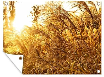 MuchoWow Poster exterieur Herbe de la pampa - Soleil - Herbe Decoration murale 40x30 cm Résistant aux intempéries/soleil