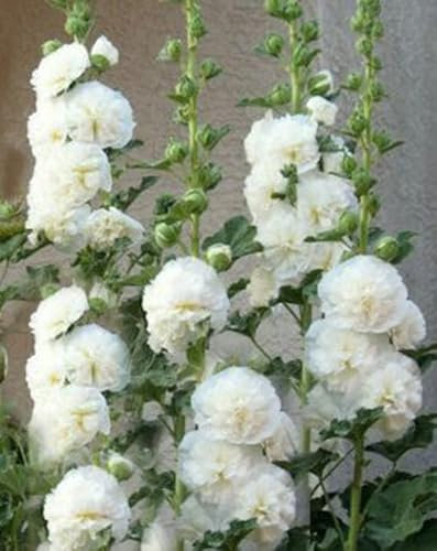 Vsorce4u 15 x Seeds - Chater's White Double Icicle Hollyhock Seeds - Flower Seeds for Planting Garden Yard Patio