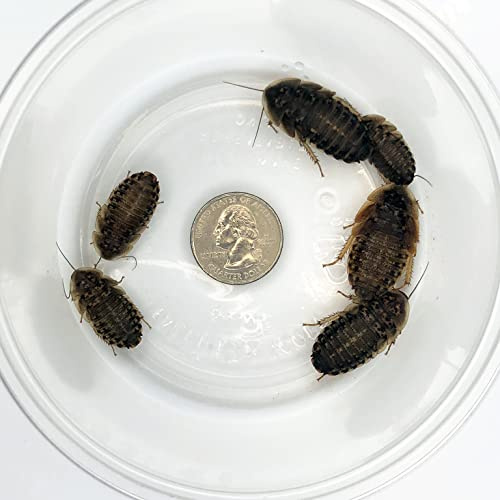 Exo-Morphs 100 Large Dubia Roaches (3/4-1 1/2 Inches Length) Reptile Food Live Arrival - Hot/Cold Pack Included If Needed