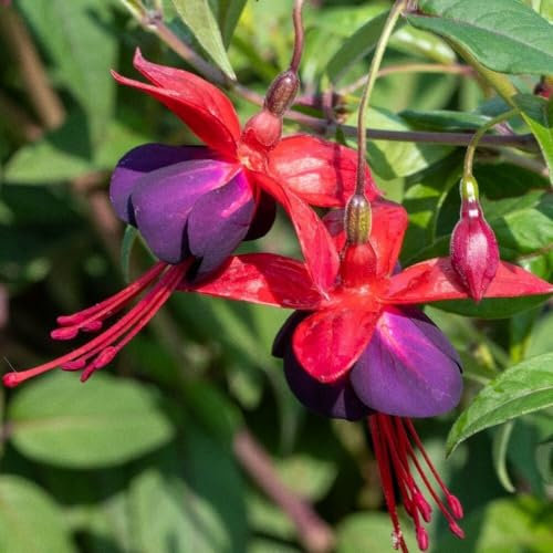 Plant Theory Lady Boothby Fuchsia Fuchsia Shrub Plant 2L Pot