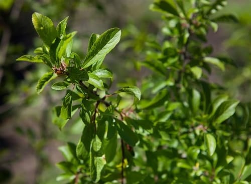 Prunus spinosa 125–150 cm – Winterhart, Mehrjährig, Pflegeleicht – Schlehe – Heckenpflanze für Garten & Sichtschutz