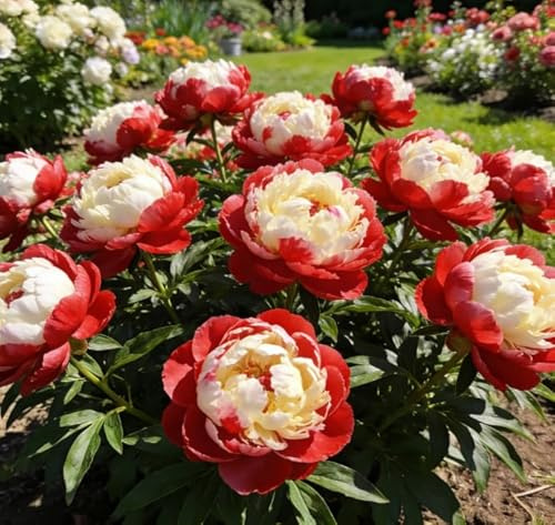 Rizomi di peonia - Rizomi di peonia sfusi in vendita - Arbusto robusto - Perenni resistenti e robusti - Decorazione da giardino-1 unità-E