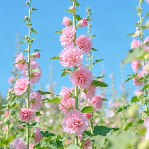 semi di malvarosa, malvarosa Decorazioni autunnali per un giardino resistente ornamentali per luoghi soleggiati da insoliti da recisito 60semi