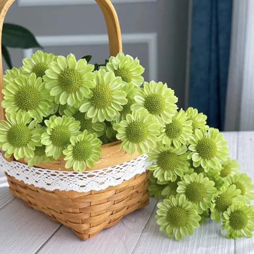 semi di margherita - giardino pascolo balcone resistenti perenni 400pcs