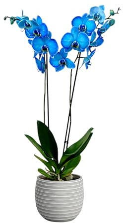 Garden Center Shop | Orquídea Phalaenopsis natural 75 cm | 2‑3 tallos floridos | Floración duradera y cuidados fáciles (Royal Blue 2 tallos)