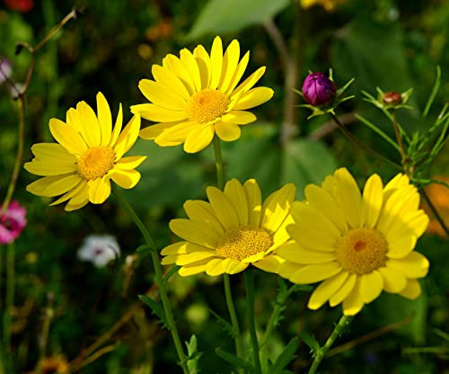 Saat-Wucherblume - Chrysanthemum segetum - Glebonis segetum - 200 Samen