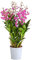 Dehner Duft-Traubenorchidee Berry, Dendrobium kingianum, duftende pinke Blüten, 50-60 cm inkl. Pflanztopf, Ø Topf 12 cm, Zimmerpflanze