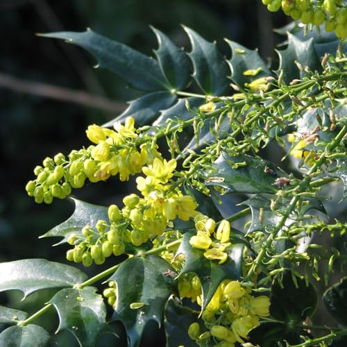 Vivai le Georgiche - Pianta vera di Mahonia japonica Media Charity Mahonia x media 'Charity' Maonia, Uva dell'Oregon 'Charity' - vaso Ø 26 cm