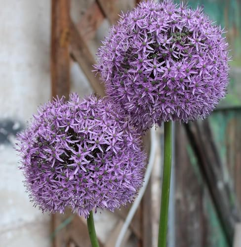 10 Riesen Allium Gladiator Zierlauch großblumig Blumenzwiebeln 12/14 Blumenhandel Ullrich