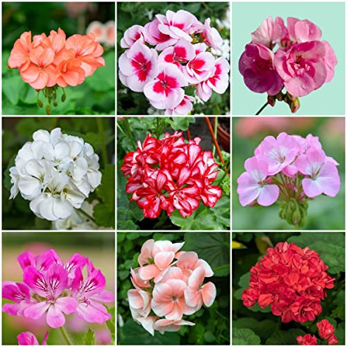 Winterharte Geranien Samen Hängend (Pelargonium Hortorum) Hängegeranien, Blumensamen, Deko Blumen Gartendeko Für Draußen Gartenpflanzen - 100 Pelargonien Pflanzen Saatgut (Mehrfarbig)