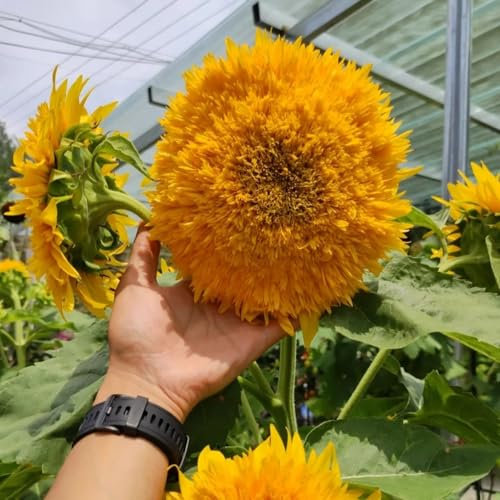 20 pcs Sonnenblumen samen - sonnenblumensamen - (Teddybär) topfpflanzen draußen winterhart, Helianthus annuus (Teddybär) outdoor pflanzen, exotische pflanzen winterhart exotische