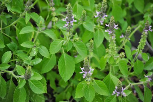 Semillas de albahaca santa Tulsi - Rama - Ocimum tenuiflorum - más de 200 semillas!
