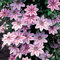 Planta trepadora resistente Clematis 'Nelly Moser' con flores coloridas en arbusto florido | Maceta de 9cm.