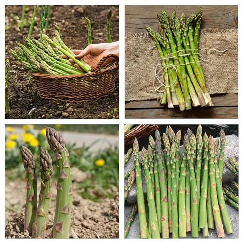Semi di Asparagi Mary Washington, Asparagus Officinalis, Non OGM, 200 Semi, Asparago Perenne, Asparagus seeds