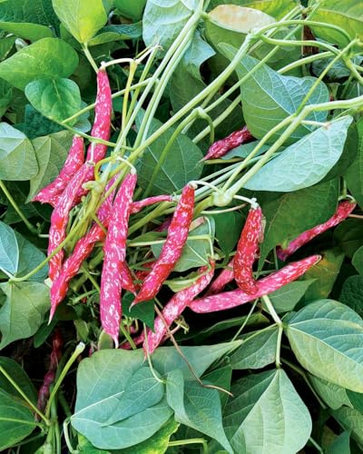Semi Borlotto Lingua di Fuoco Selezione grande King, Fagioli da Coltivazione 50 G.