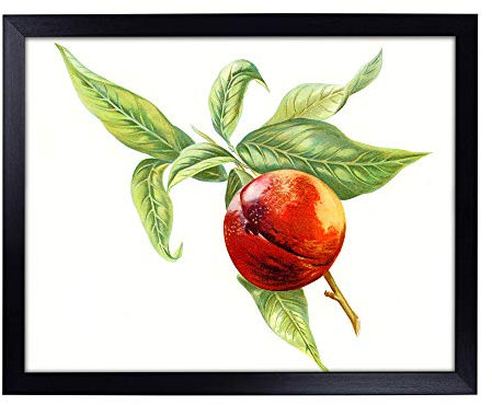 Lap Tray with Cushion | Vintage Peach Illustration of a Nectarine | Padded Bean Bag Cushion | For Eating, Working, Crafting, Laptop | Portable Table Desk