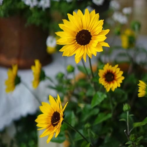 semillas decorativas de girasol - jardín, interior de girasol perennes resistentes, balcón, regalos de jardín para mujeres, 150pcs