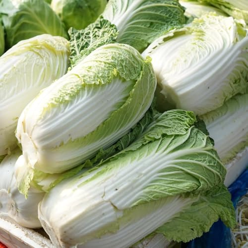 Semi di Pak Choi, semi di cavolo cinese biologici, giardino sul balcone semi di resistenti per il giardino rare 800pcs