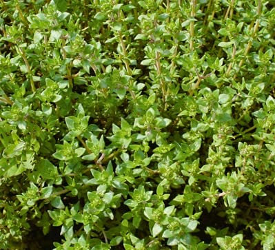 De Bolster 13270 Thymian Deutscher Winter (Bio-Thymiansamen)