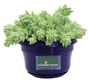 Pianta di Sedum pianta da interno pianta succulenta pianta grassa pianta ornamentale di Sedum pianta da arredo pianta vera venduta da eGarden.store (Sedum Morganianum v.14 cm)