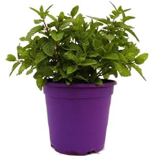 Menta de Jardín Fresca Planta Aromática y Versátil