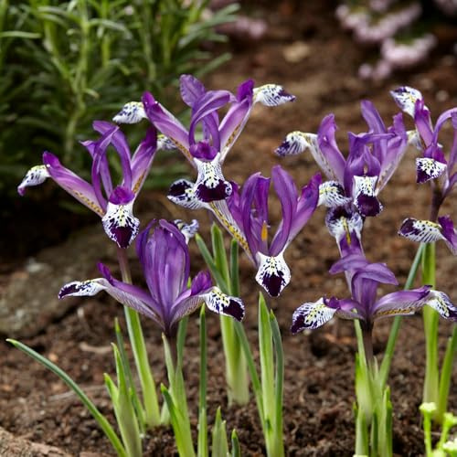 Iris reticulata 'Spot On' Striking Purple and White Spotted Flowers Early Spring Blooms 10x or 20x Bulbs by Thompson and Morgan