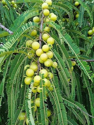 Star Gooseberry Bushes Live Plant Green Gooseberry Tree Tropical Fruit Tree 1.5-2.5 ft Tall Gal Pot