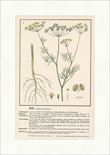 Aneth Graveolens 158 Plantes médicinales pour concombre
