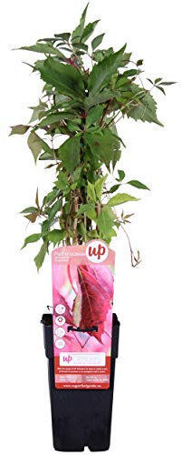 Blumen Senf wilder Wein (Sorte: Parthenocissus quinquefolia)