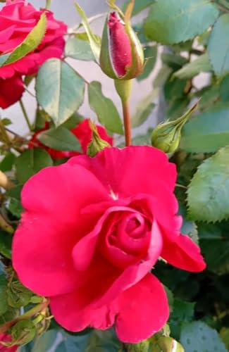 Kletterrose Rose The Princes Trust kaminrot im großen 7 Liter Topf duftend