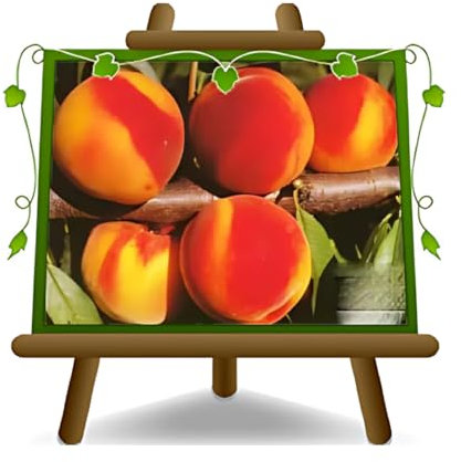 EURO PLANTS VIVAI Pesco Pesche a Polpa Gialla Guglielmina - Pianta da Frutto su Vaso ø 24/26 cm - Altezza 170~200 cm - Età 4 Anni